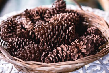 çam fıstığı, kurutulmuş ve dekorasyon olarak kullanılan.