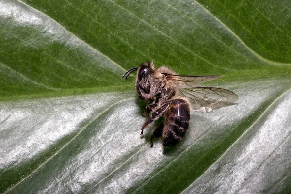ölü ölü arı, pestisitler ve çevresel risk kavramsal görüntü. Arı imha üzerine.