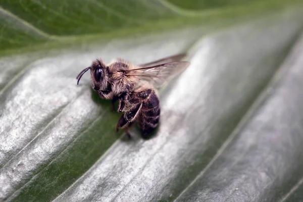 Abeille morte, image conceptuelle sur les pesticides et les risques environnementaux. Abeille en extermination . — Photo