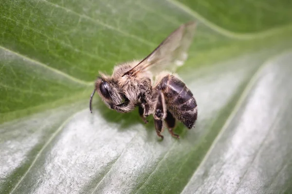 Abeille morte, image conceptuelle sur les pesticides et les risques environnementaux. Abeille en extermination . — Photo