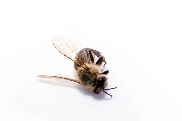 白い背景、農薬や環境リスクに関する概念的なイメージに死んだ落ちた蜂。絶滅の蜂、地面に死んだ. — ストック写真