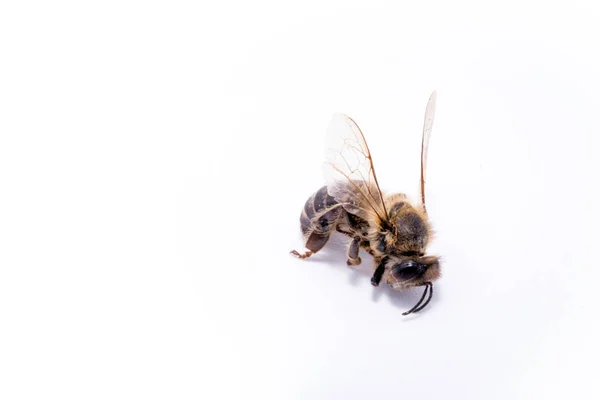 Abeille morte sur fond blanc, image conceptuelle sur pesticides et risque environnemental. Abeille en extermination, morte au sol . — Photo