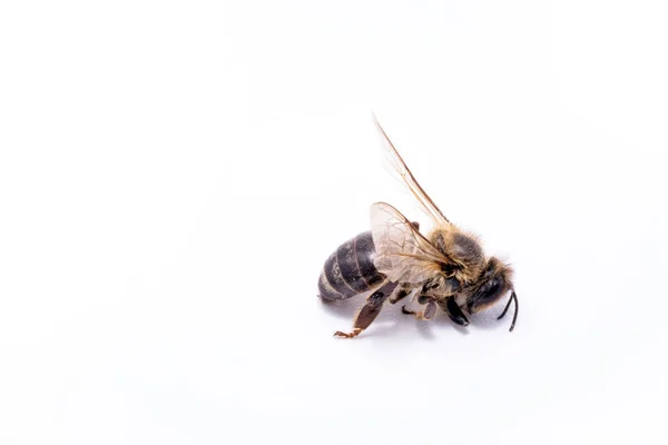 Abeille morte sur fond blanc, image conceptuelle sur pesticides et risque environnemental. Abeille en extermination, morte au sol . — Photo