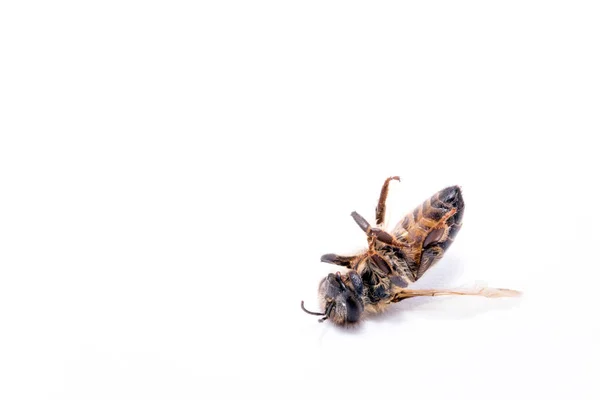 Мертвая падшая пчела на белом фоне, концептуальное изображение пестицидов и экологический риск. Пчела на уничтожение, мертвая на земле . — стоковое фото