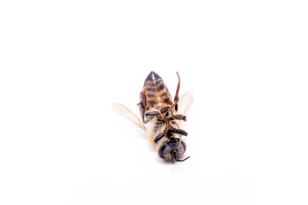 Abeille morte sur fond blanc, image conceptuelle sur pesticides et risque environnemental. Abeille en extermination, morte au sol . — Photo