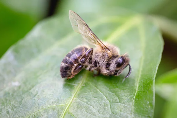 Macro image d'une abeille morte sur une feuille d'une ruche en déclin, frappée par l'effondrement de l'effondrement et d'autres maladies, l'utilisation de pesticides dans l'environnement et les fleurs . — Photo