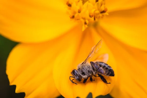 Мертвая пчела, концептуальный образ пестицидов и экологический риск. Пчела об уничтожении . — стоковое фото