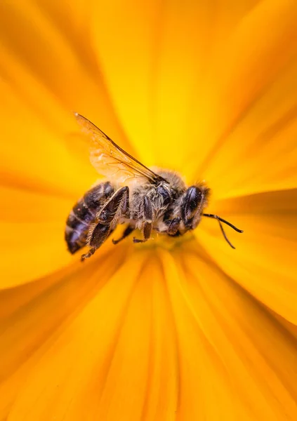 死んだミツバチ、農薬と環境リスクに関する概念的イメージ。絶滅の蜂. — ストック写真