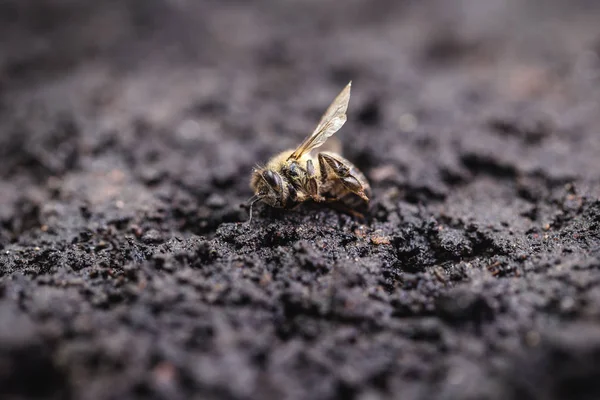 Imagen macro de una abeja muerta en una hoja de una colmena en declive, plagada por el colapso del colapso y otras enfermedades, uso de pesticidas en el medio ambiente y flores . —  Fotos de Stock