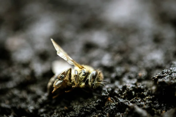 Tote Bienen, Konzeptbild zu Pestiziden und Umweltrisiken. Biene auf dem Weg zur Ausrottung. — Stockfoto