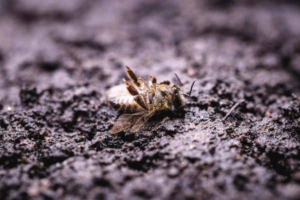 Macro beeld van een dode bijen op een blad van een dalende Bijenkorf, geplaagd door instorting en andere ziekten, gebruik van pesticiden in het milieu en bloemen. — Stockfoto