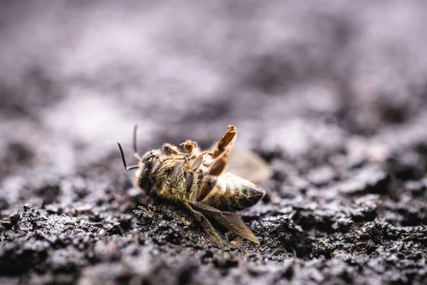 Abeille morte, image conceptuelle sur les pesticides et les risques environnementaux. Abeille en extermination . — Photo