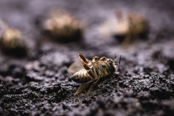 Makroaufnahme einer toten Biene auf dem Blatt eines verfallenden Bienenstocks, geplagt von Kollaps und anderen Krankheiten, Einsatz von Pestiziden in der Umwelt und Blumen. — Stockfoto