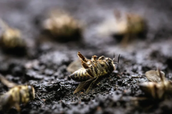 Obraz makro martwych pszczół na liściach upadającego ula, nękany przez upadek upadku i innych chorób, stosowanie pestycydów w środowisku i kwiatów. — Zdjęcie stockowe