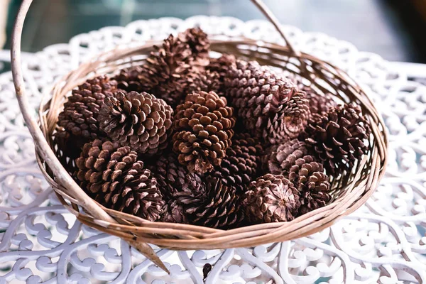 çam fıstığı, kurutulmuş ve dekorasyon olarak kullanılan.