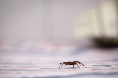 kahverengi örümcek, zehirli araknid bir evin mobilya üzerinde yürüyüş. Risk kavramı, kapalı alanlardaki tehlike, araknofobi.