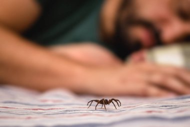 kişi kol üzerinde zehirli örümcek, zehirli örümcek ısırma kişi, araknofobi kavramı, örümcek korkusu. Örümcek Isırığı.