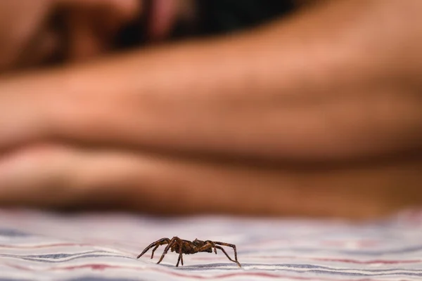 Araña marrón en el interior, caminando cerca de una persona mientras duerme. Peligro, necesidad de detección. concepto de aracnofobia . —  Fotos de Stock