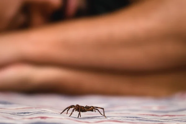 Brown spider indoors, walking close to a person while she sleeps. Danger, need for detection. arachnophobia concept.