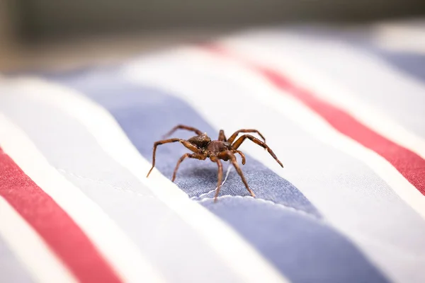 Araña marrón, arácnido venenoso caminando sobre los muebles de una casa. Concepto de riesgo, peligro en interiores, aracnofobia . — Foto de Stock