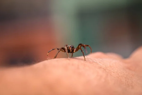 Poisonous spider over person arm, poisonous spider biting person, concept of arachnophobia, fear of spider. Spider Bite. — Stock Photo, Image
