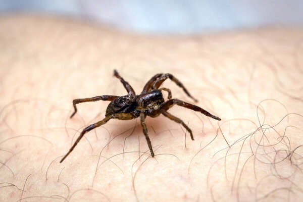 Ядовитый паук над рукой человека, ядовитый паук, кусающий человека, концепция арахнофобии, страх перед пауком. Укус паука
.