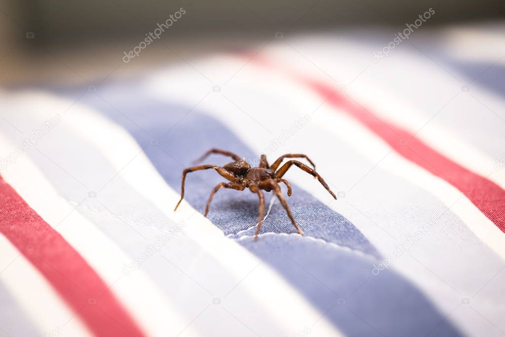 brown spider, poisonous arachnid walking on the furniture of a house. Risk concept, danger indoors, arachnophobia.