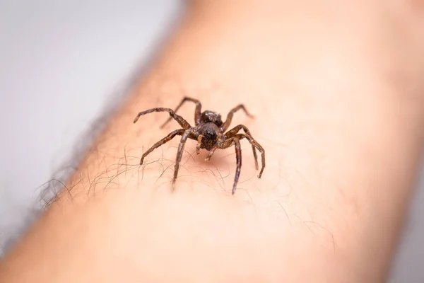 Aranha venenosa sobre o braço da pessoa, pessoa mordedora de aranha venenosa, conceito de aracnofobia, medo da aranha. Mordida de aranha . — Fotografia de Stock