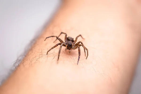 Araña venenosa sobre el brazo de la persona, persona que muerde la araña venenosa, concepto de aracnofobia, miedo a la araña. Mordedura de araña . —  Fotos de Stock