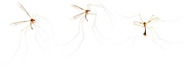 Большой летающий комар на изолированном белом фоне, вредитель, вредное насекомое. Насекомые семейства Tipulidae . — стоковое фото