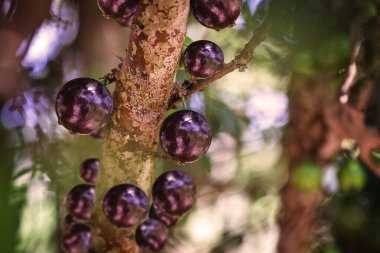 Mirtaceae ailesinin bir Brezilya meyve ağacı olan jaboticabeira ya da jabuticabeira olarak bilinen bir ağacın dalları. Meyvesine 