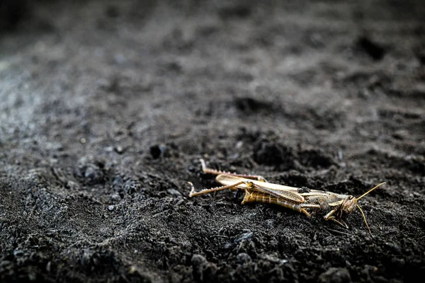 Insecten gedood als gevolg van gif of overtollige pesticiden. Sprinkhaan of krekel sterven op de droge grond. — Stockfoto