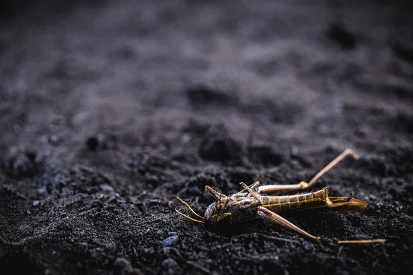 Insecto muerto debido a veneno o exceso de pesticidas. Grasshopper o grillo muriendo en el suelo seco . —  Fotos de Stock