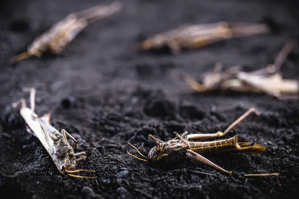 Demasiados insectos muertos, uso indebido de pesticidas en el medio ambiente y en la agricultura. Control de plagas en la agricultura. Peste saltamontes en la cosecha . — Foto de Stock