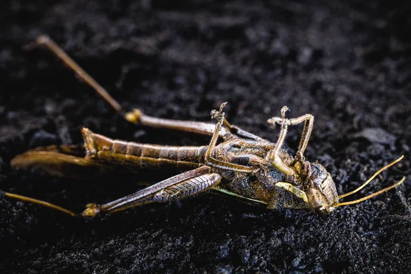 자연계의 갈색 메뚜기, 이 주하는 철새 메뚜기나 갈색 의점 박이 메뚜기, 죽은 곤충. — 스톡 사진