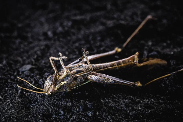 Grasshoppers, meridianen, acriden, ticures of tucura 's zijn insecten. Sommige soorten vormen enorme zwermen die grote gewassen kunnen verwoesten. Dode insect in macro fotografie. — Stockfoto