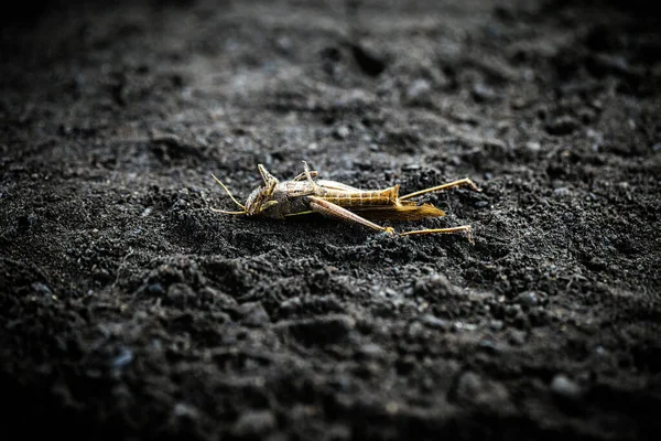 Environnement menacé, insectes menacés d'extinction en raison de l'utilisation de pesticides. Sauterelle morte . — Photo