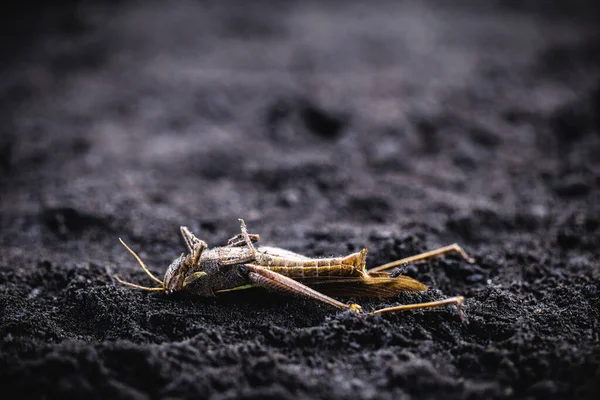 Insecten gedood als gevolg van gif of overtollige pesticiden. Sprinkhaan of krekel sterven op de droge grond. — Stockfoto