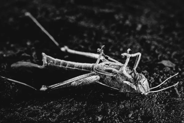 Halott rovar fekete-fehér, drámai fotózás. Szöcske leölt peszticid használata. — Stock Fotó