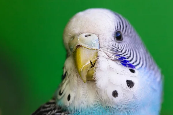 Птица Треснувшим Клювом Треснувшей Сережкой Мужчина Budgerigar Синий Цвет Птица — стоковое фото