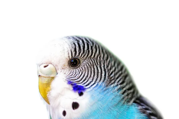 Budgie Head Large Blue Budgerigar Budgerigar — стоковое фото