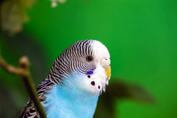 Budgerigar Vagy Közönséges Papagáj Ave Undulata Vagy Melopsittacus Undulatus Egy — Stock Fotó