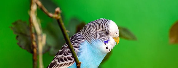 Budgerigar Common Parakeet Ave Undulata Melopsittacus Undulatus Small Long Tailed — Stock Photo, Image