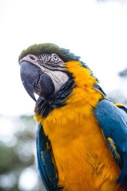 Yaşlı Brezilyalı Macaw, 40 yaşında, sarı-mavi karınlı, Amazon 'a özgü, evcil bir hayvan..