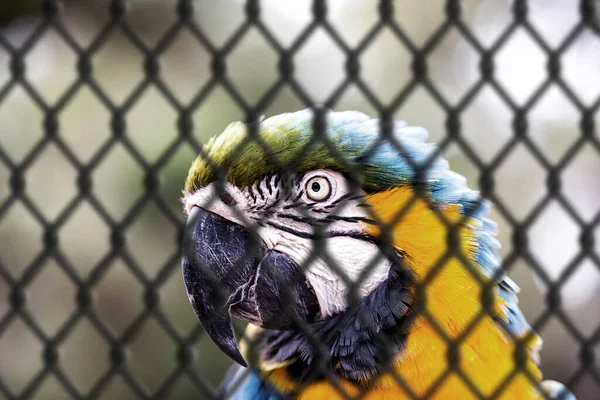 Velho Macaw Canind Com Barrigas Amarelas Azuis Que Sofreu Abuso — Fotografia de Stock