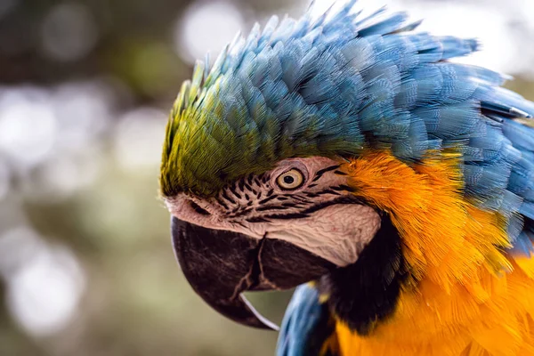 Pájaro Asustado Plumas Alerta Guacamayo Brasil Enfoque Puntual Guacamayo Canindo — Foto de Stock