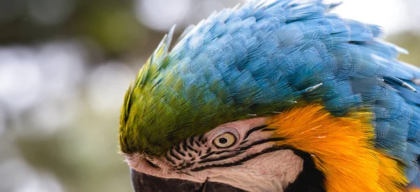 Pájaro Asustado Plumas Alerta Guacamayo Brasil Enfoque Puntual Guacamayo Canindo — Foto de Stock