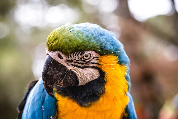 Viejo Guacamayo Con Vientres Amarillos Azules Que Sufrió Abusos Cautiverio — Foto de Stock