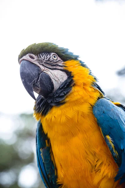 Viejo Guacamayo Brasileño Años Pájaro Vientre Amarillo Azul Nativo Amazonía — Foto de Stock