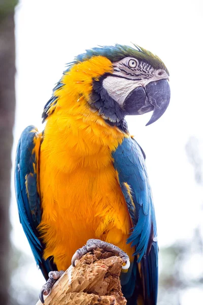 Viejo Guacamayo Brasileño Años Pájaro Vientre Amarillo Azul Nativo Amazonía — Foto de Stock